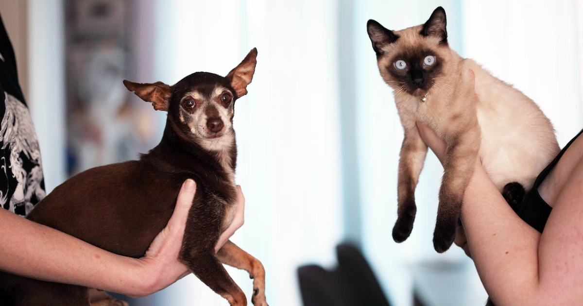 un chien Gremlin et un chat siamois