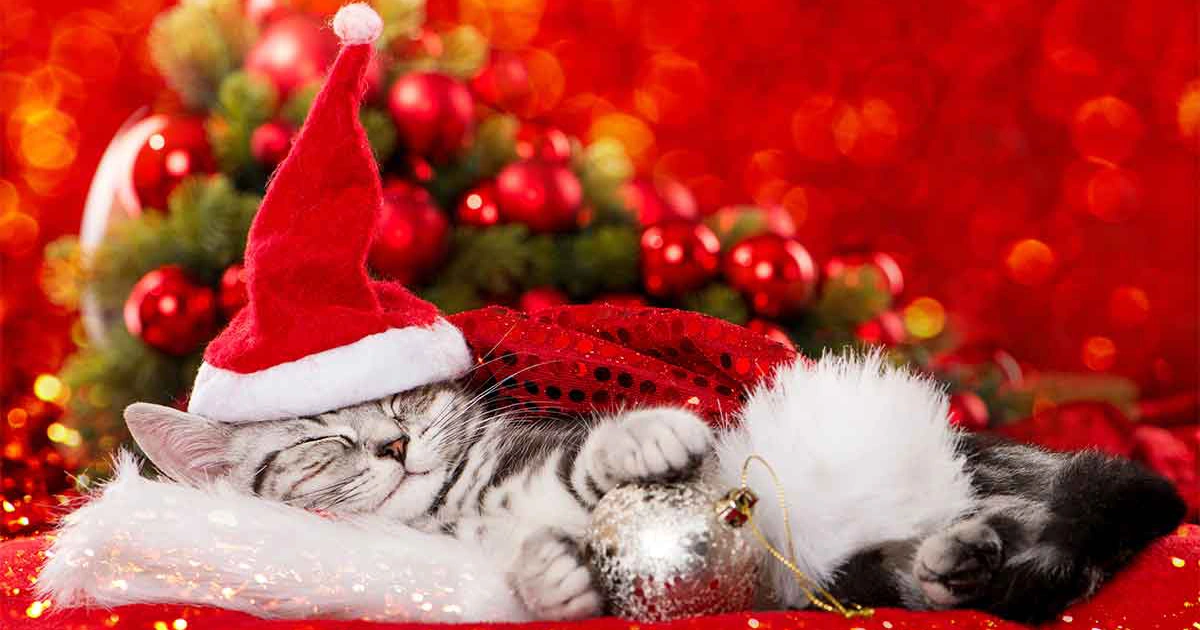 Christmas sleepin kitten